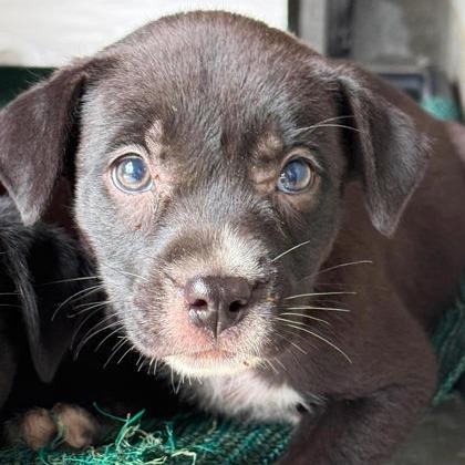Enlarge Okra, a Adoptable mixed breed in North Charleston, SC image 3/6