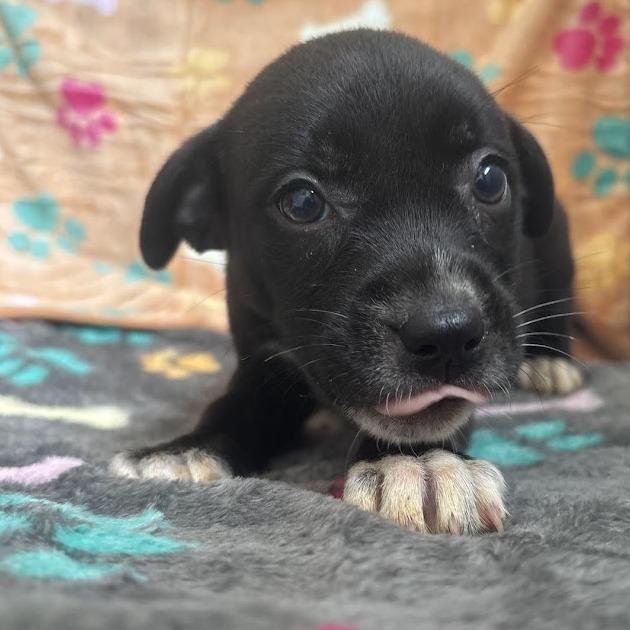 Enlarge Okra, a Adoptable mixed breed in North Charleston, SC image 4/6