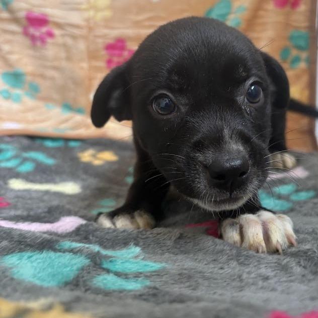 Enlarge Okra, a Adoptable mixed breed in North Charleston, SC image 5/6