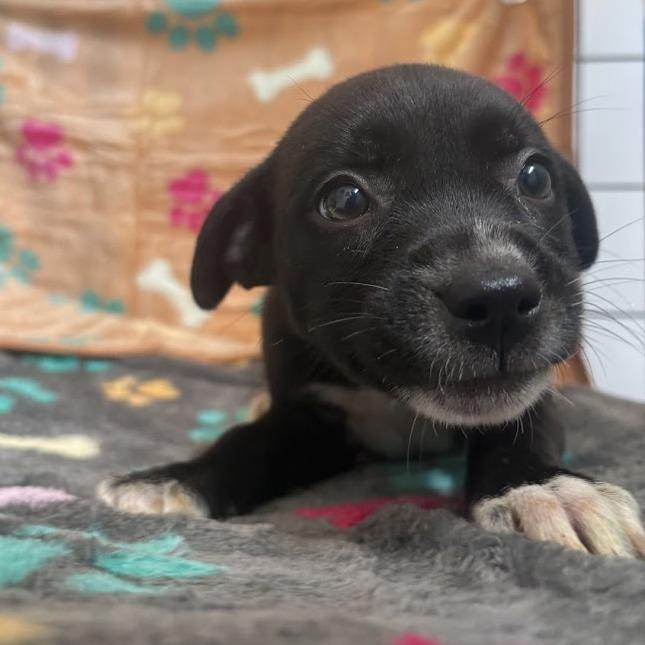 Enlarge Okra, a Adoptable mixed breed in North Charleston, SC image 6/6