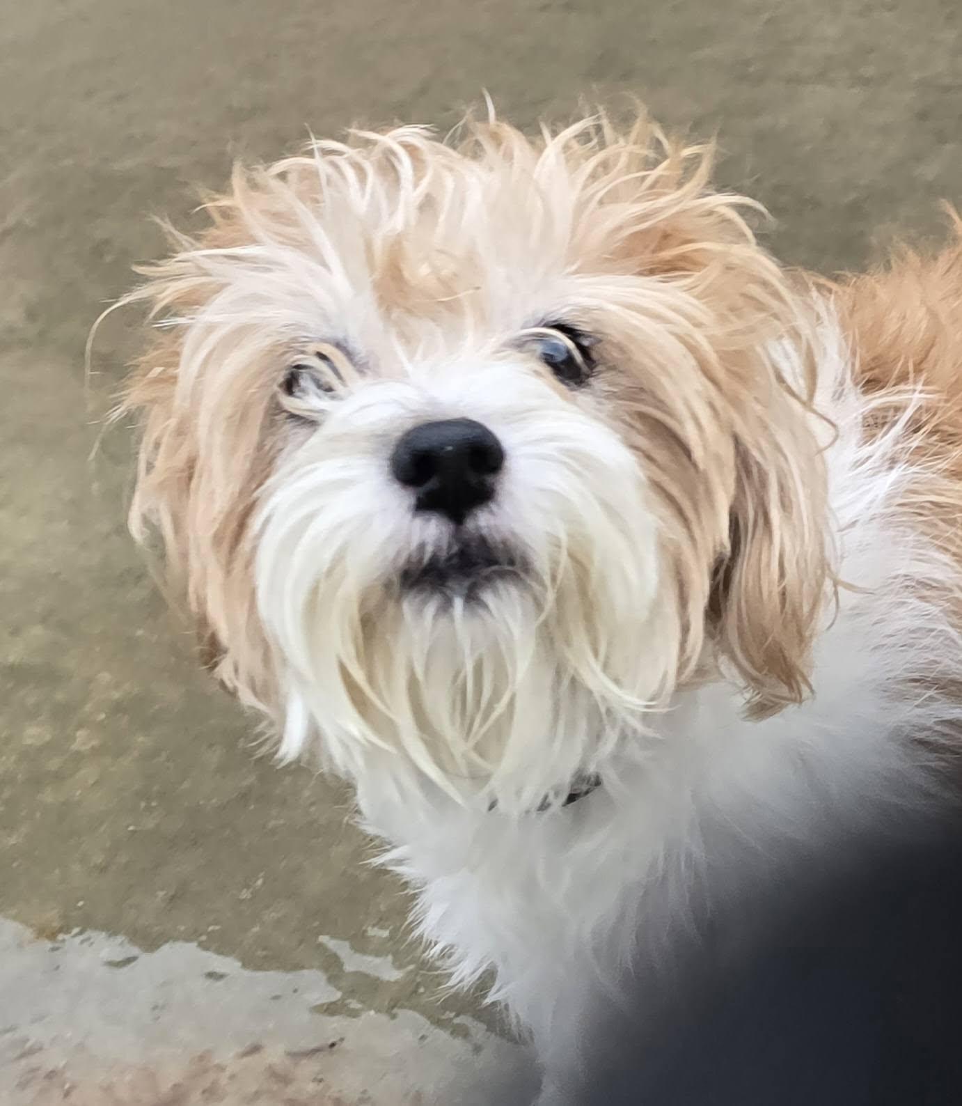 Cricket, ADOPTABLE, Senior Female Jack Russell Terrier.