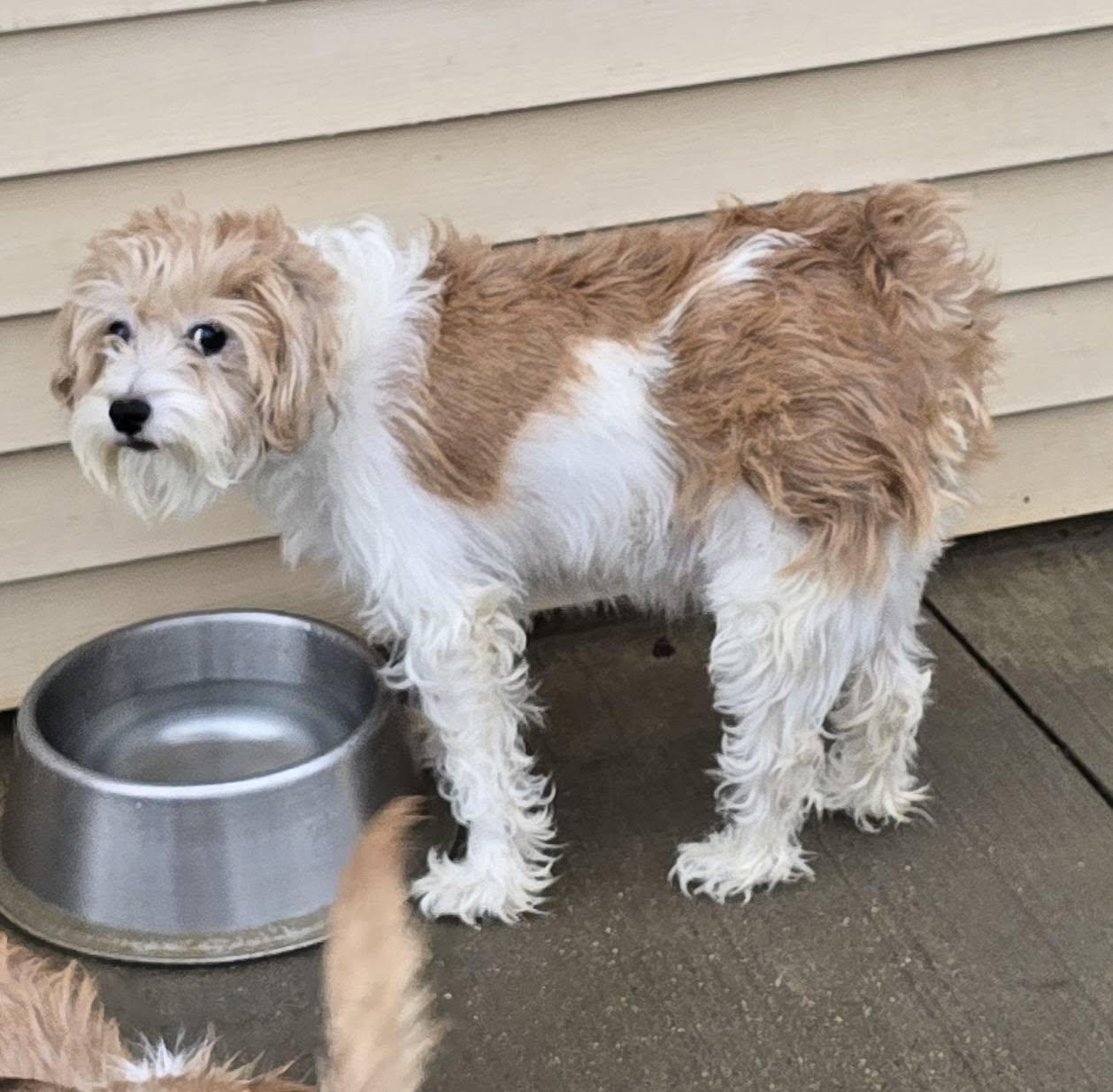 Enlarge Cricket, a ADOPTABLE mixed breed in Terre Haute, IN image 3/4