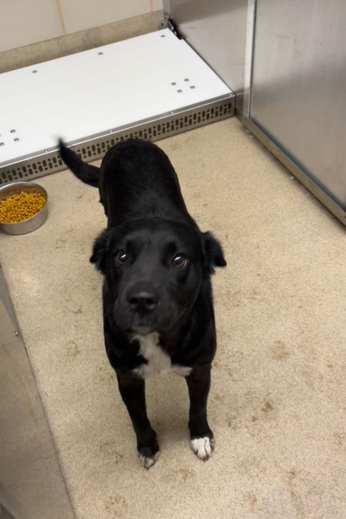 Lelo, Adoptable, Young Female Labrador Retriever.