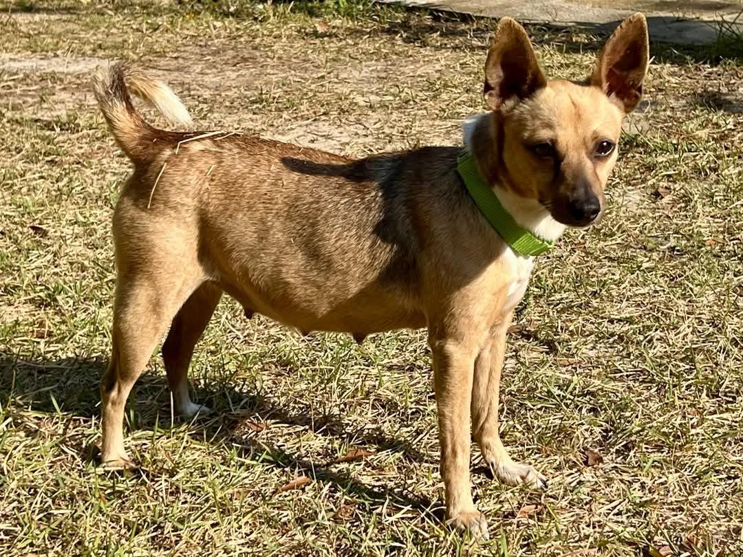 Petfinder Names Petfinder Pet Adoption Websites Cat Names Ok