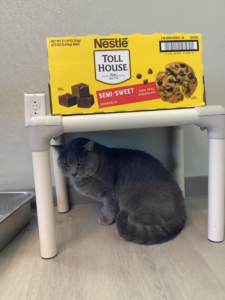 Enlarge Flipper, a Adoptable Domestic Short Hair in Innsbrook, MO image 1/1