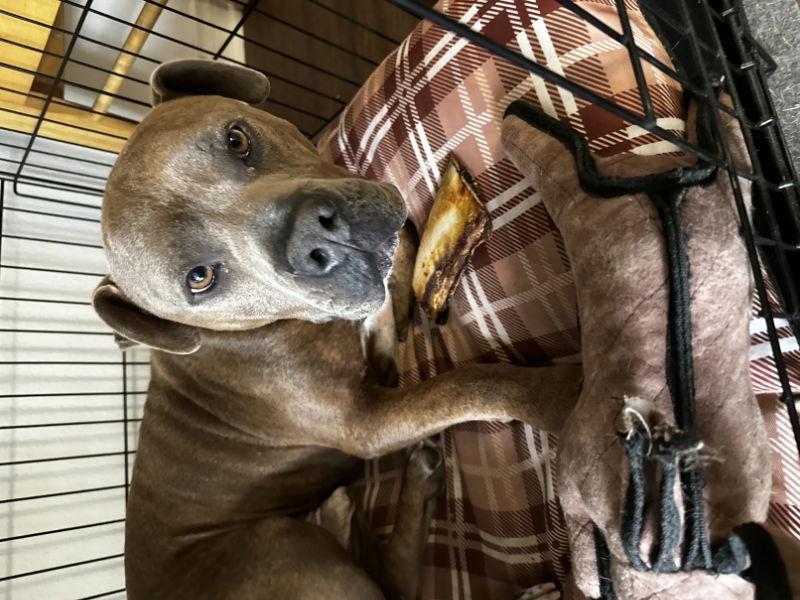 Zeus, Adoptable, Young Male American Staffordshire Terrier.