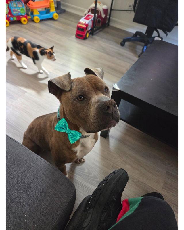 Enlarge Zeus, a Adoptable American Staffordshire Terrier in San Diego, CA image 3/3