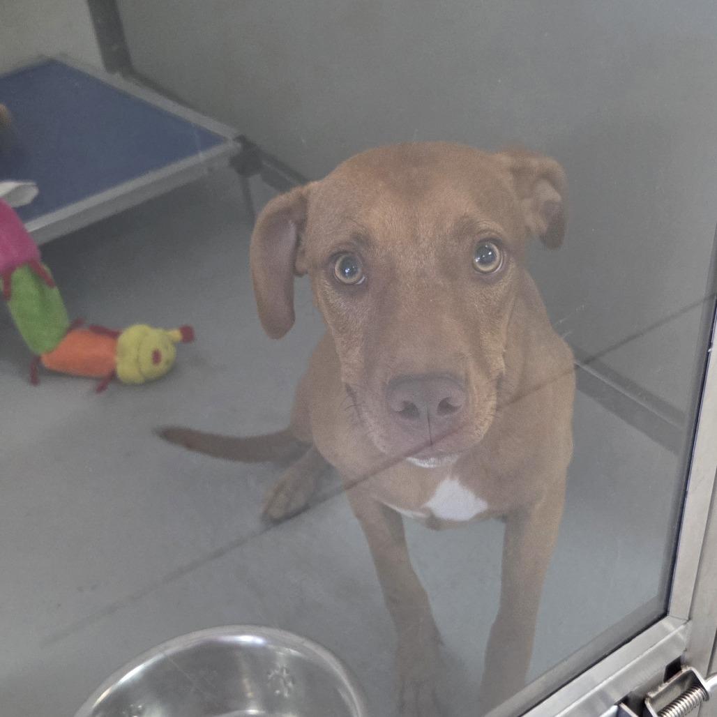 Evelyn, Adoptable, Young Female Mixed Breed.