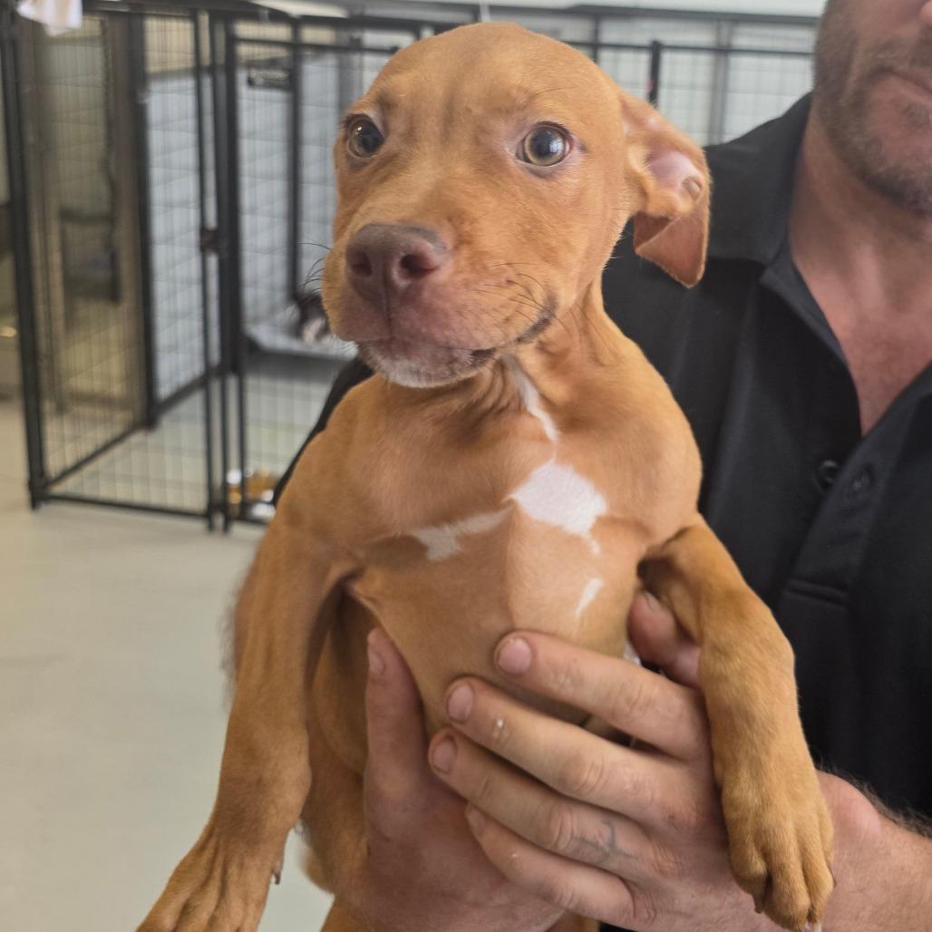 Enlarge Evelyn, a Adoptable Mixed Breed in Branson, MO image 2/2