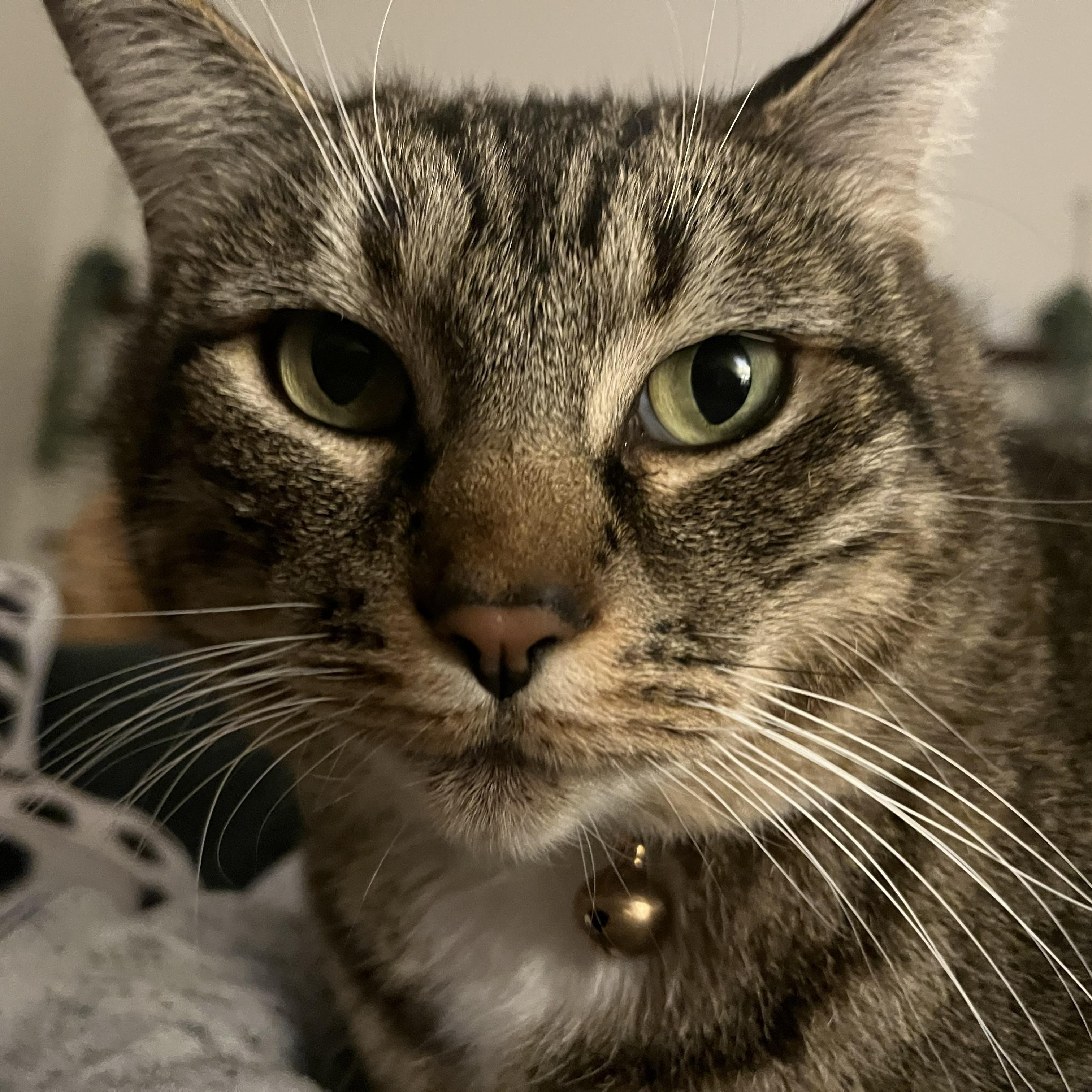 Lark, a ADOPTABLE Domestic Short Hair in Renton , WA image 2/6