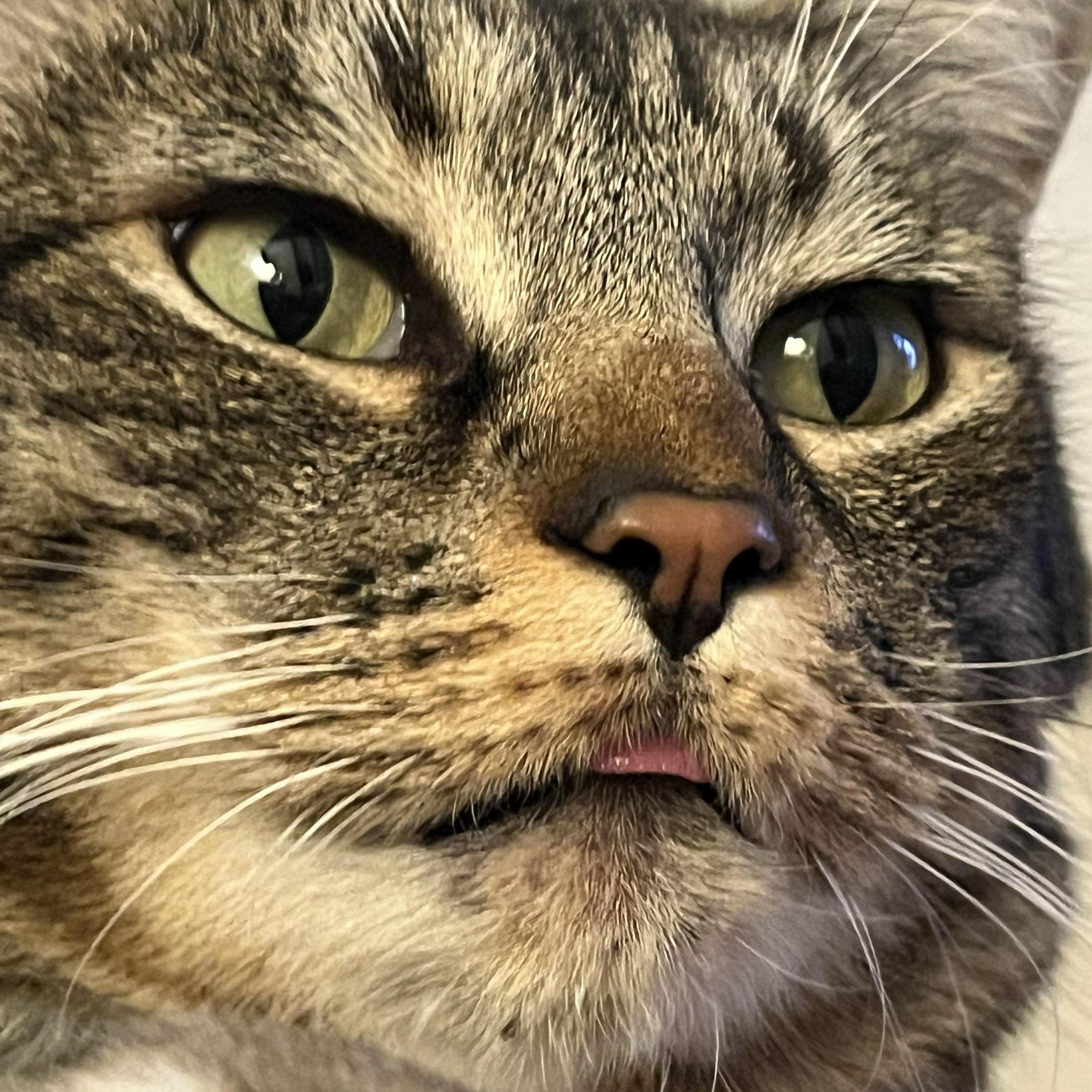 Lark, a ADOPTABLE Domestic Short Hair in Renton , WA image 5/6