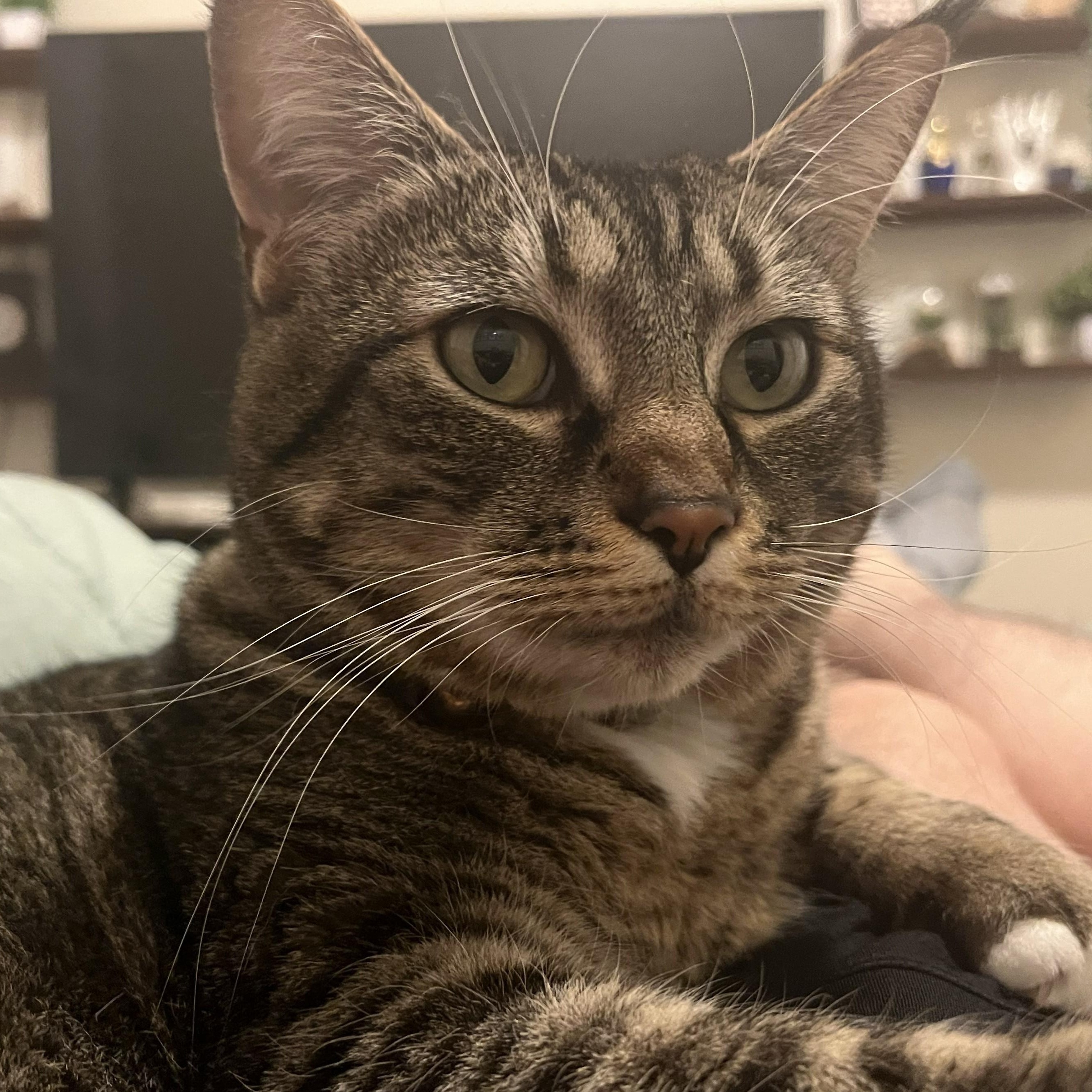 Lark, ADOPTABLE, Adult Female Domestic Short Hair.