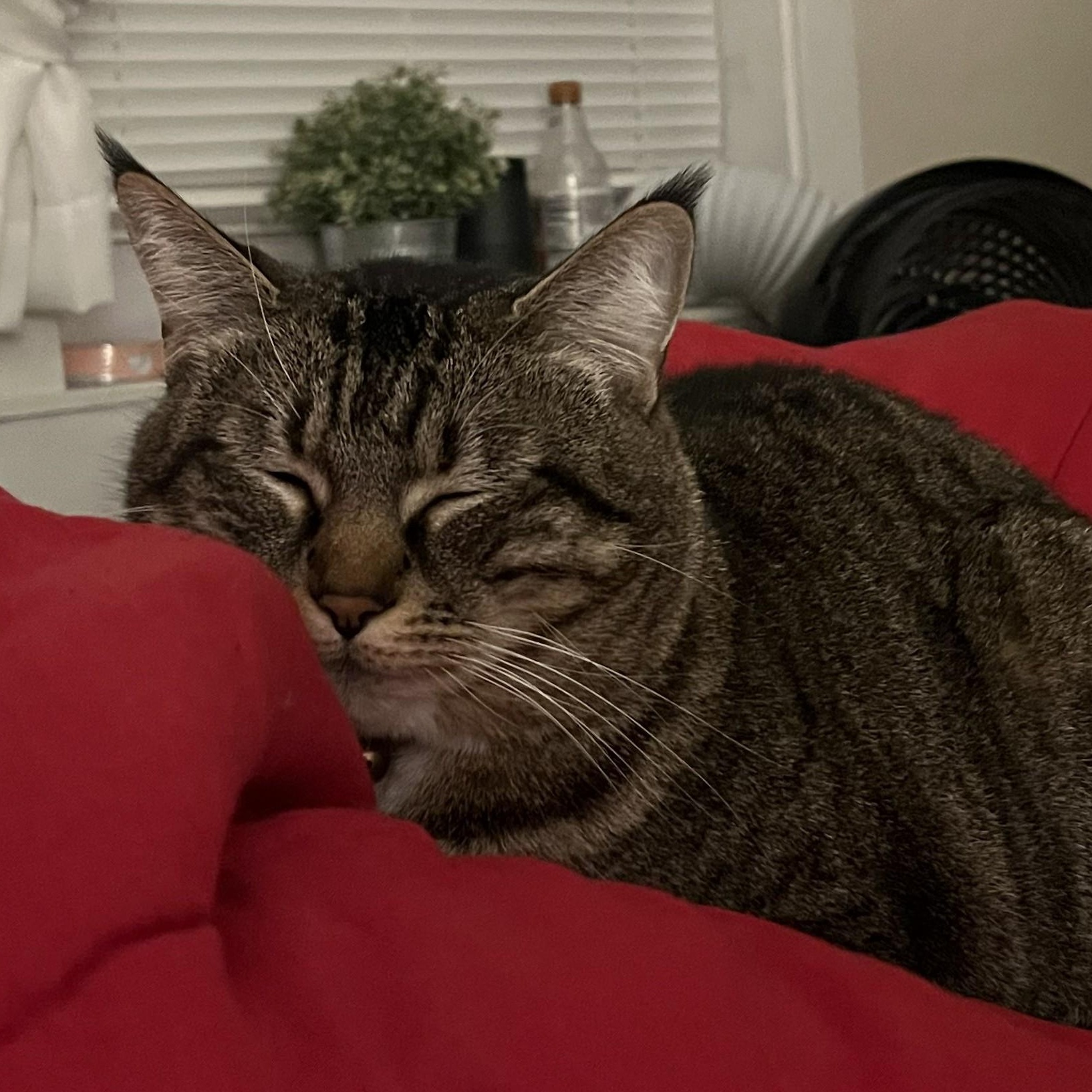 Lark, a ADOPTABLE Domestic Short Hair in Renton , WA image 6/6
