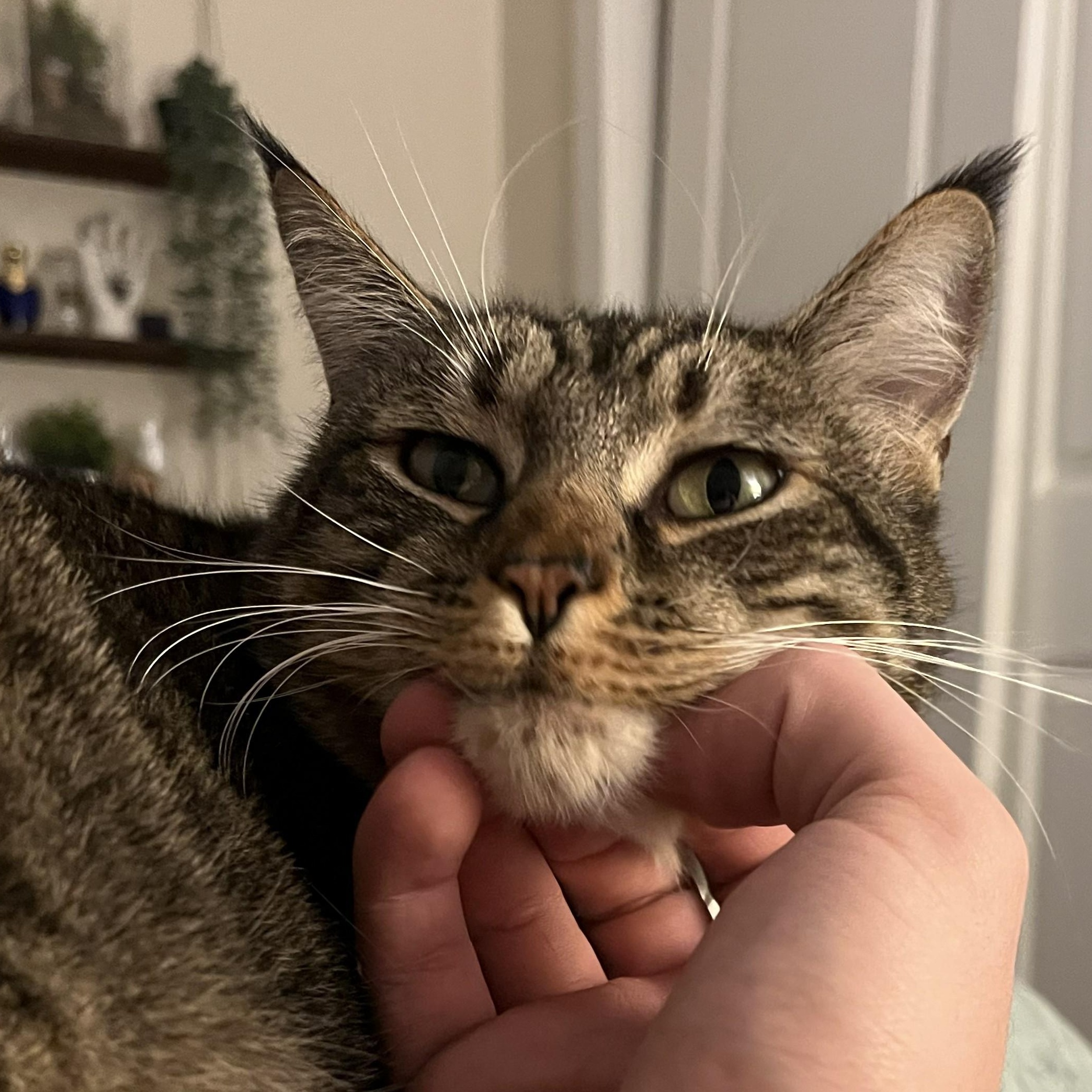 Lark, a ADOPTABLE Domestic Short Hair in Renton , WA image 3/6