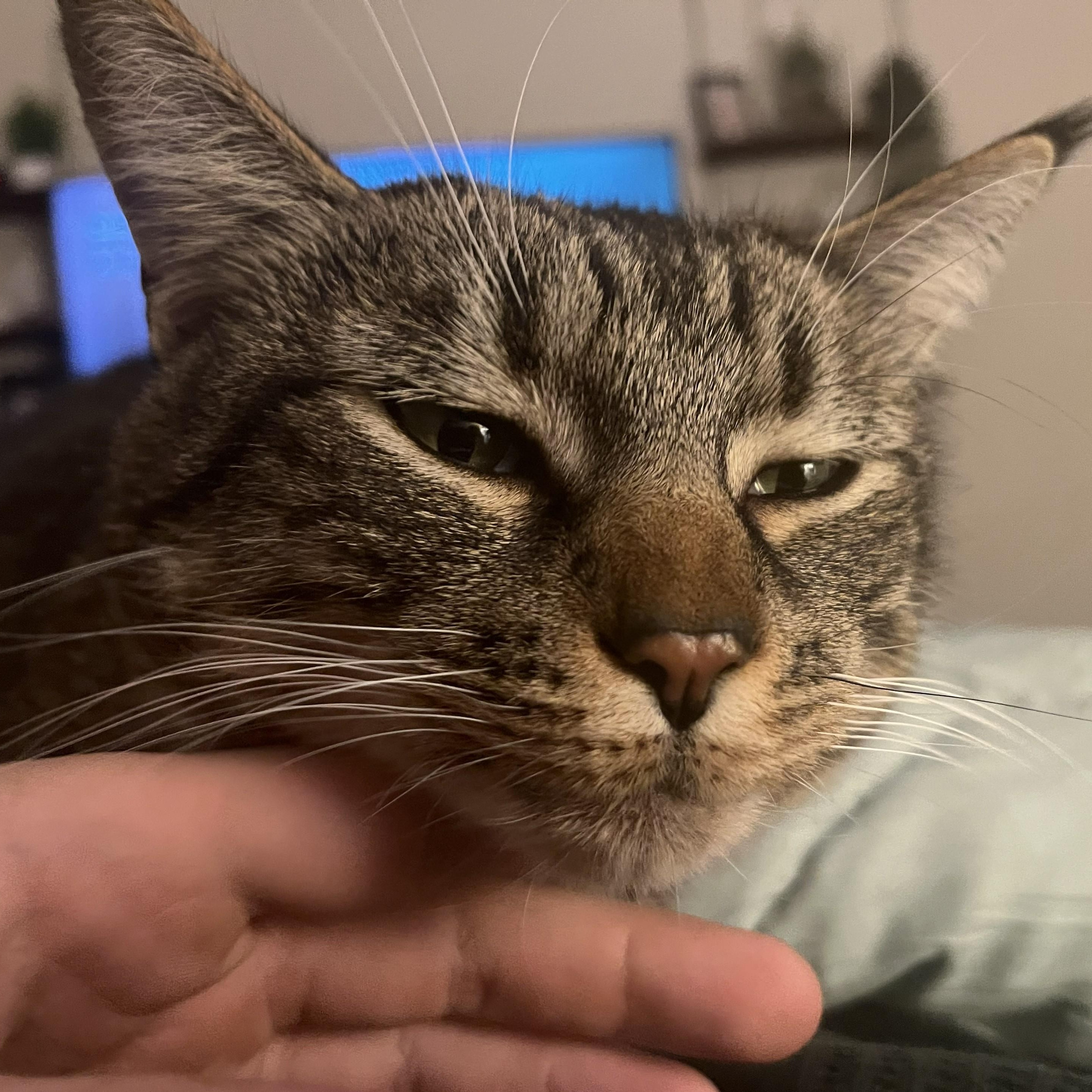 Lark, a ADOPTABLE Domestic Short Hair in Renton , WA image 4/6