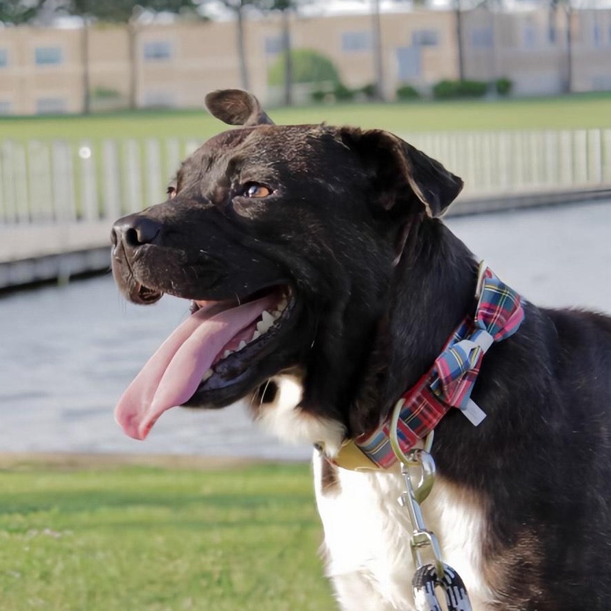 Enlarge Chocolate, a Adoptable mixed breed in Latham, NY image 3/6