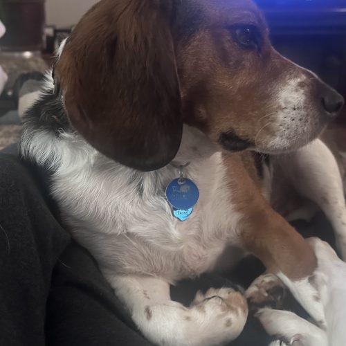 Winchester, Adoptable, Young Male Beagle.