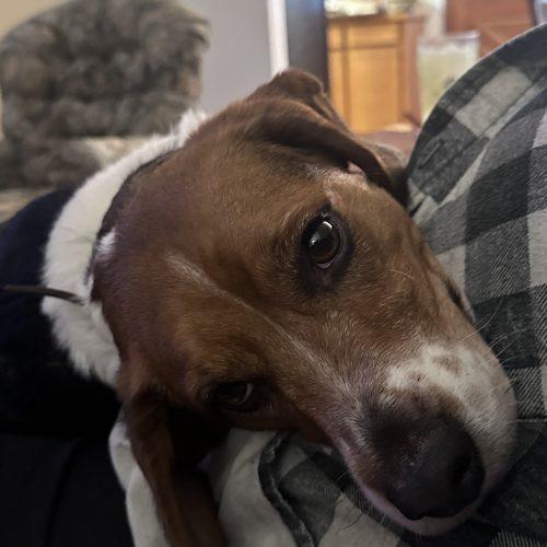 Enlarge Winchester, a Adoptable Beagle in Kent, WA image 2/4