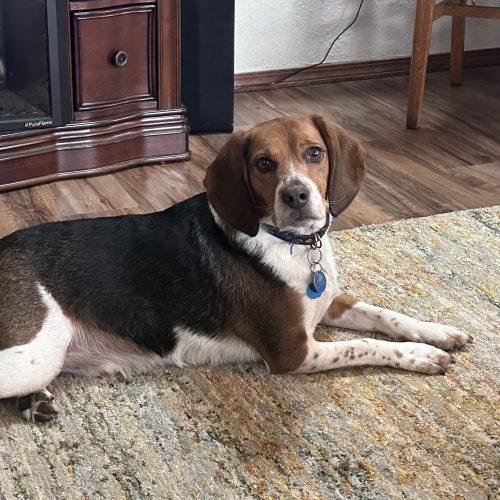Enlarge Winchester, a Adoptable Beagle in Kent, WA image 3/4
