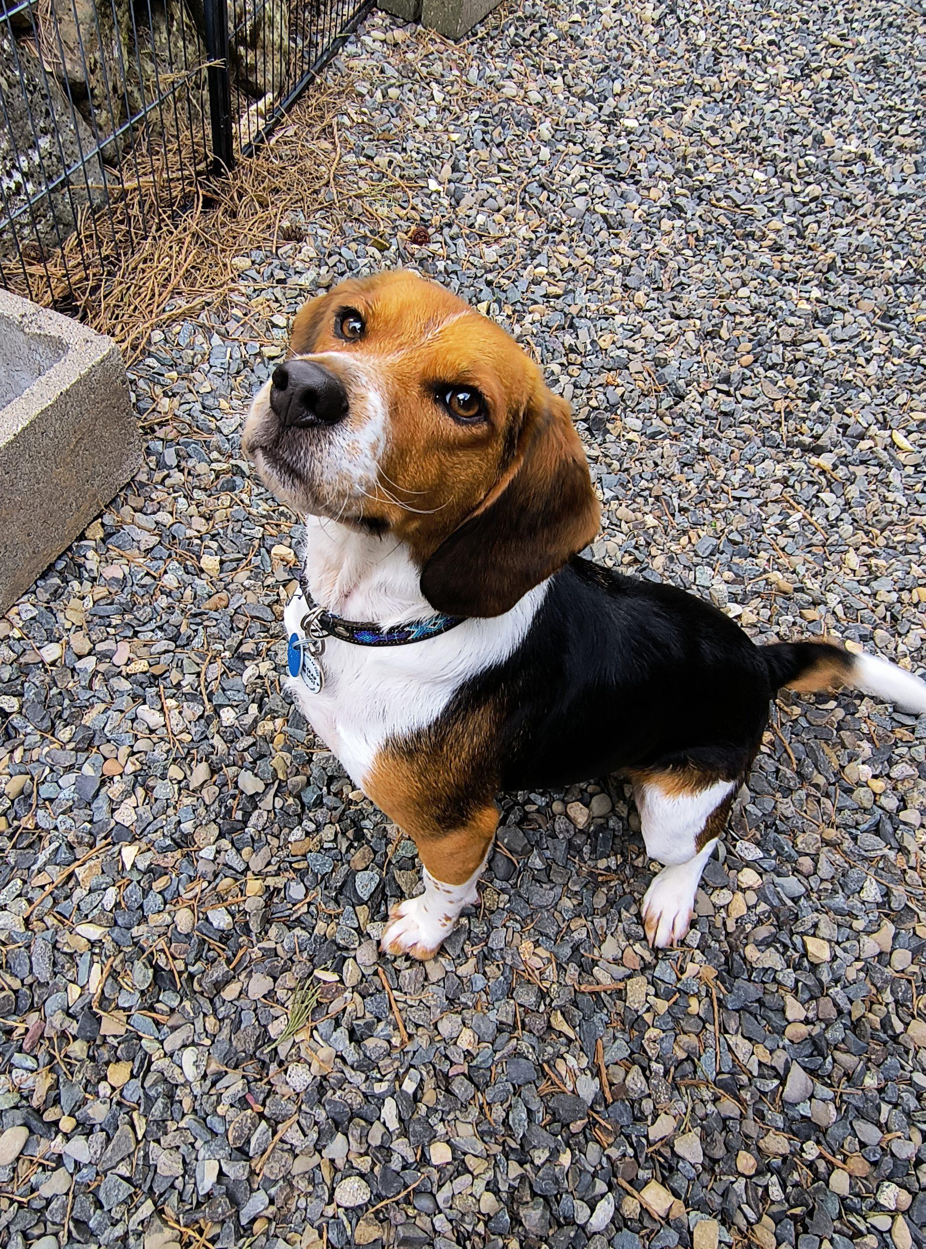 Enlarge Winchester, a Adoptable Beagle in Kent, WA image 4/4