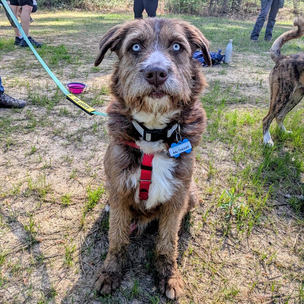 Enlarge Balthasar, a Adoptable Terrier in Wake Forest, NC image 1/6