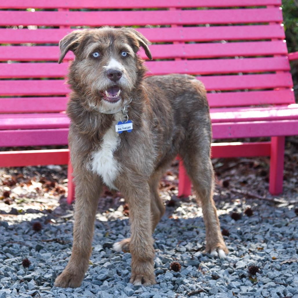 Enlarge Balthasar, a Adoptable Terrier in Wake Forest, NC image 2/6
