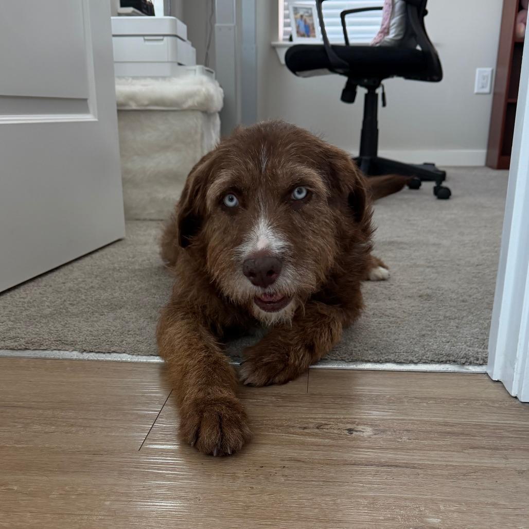 Enlarge Balthasar, a Adoptable Terrier in Wake Forest, NC image 3/6