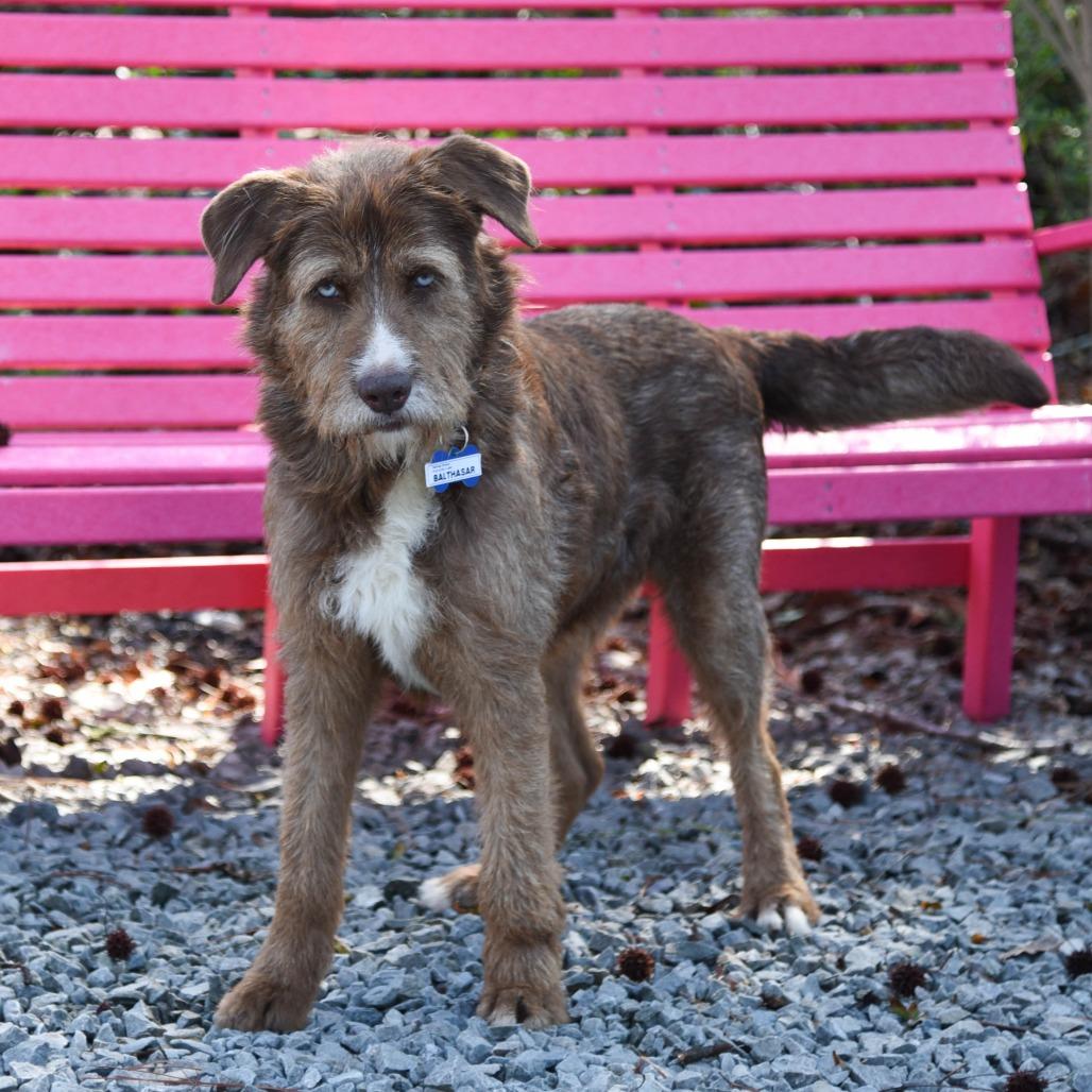 Enlarge Balthasar, a Adoptable Terrier in Wake Forest, NC image 4/6