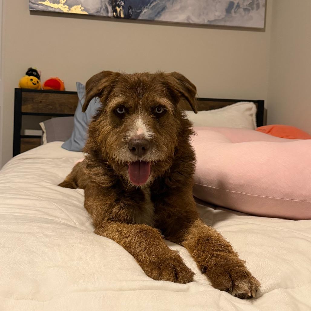 Enlarge Balthasar, a Adoptable Terrier in Wake Forest, NC image 5/6