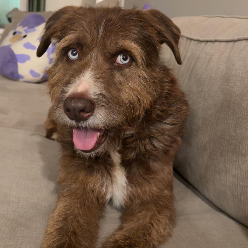Enlarge Balthasar, a Adoptable Terrier in Wake Forest, NC image 6/6