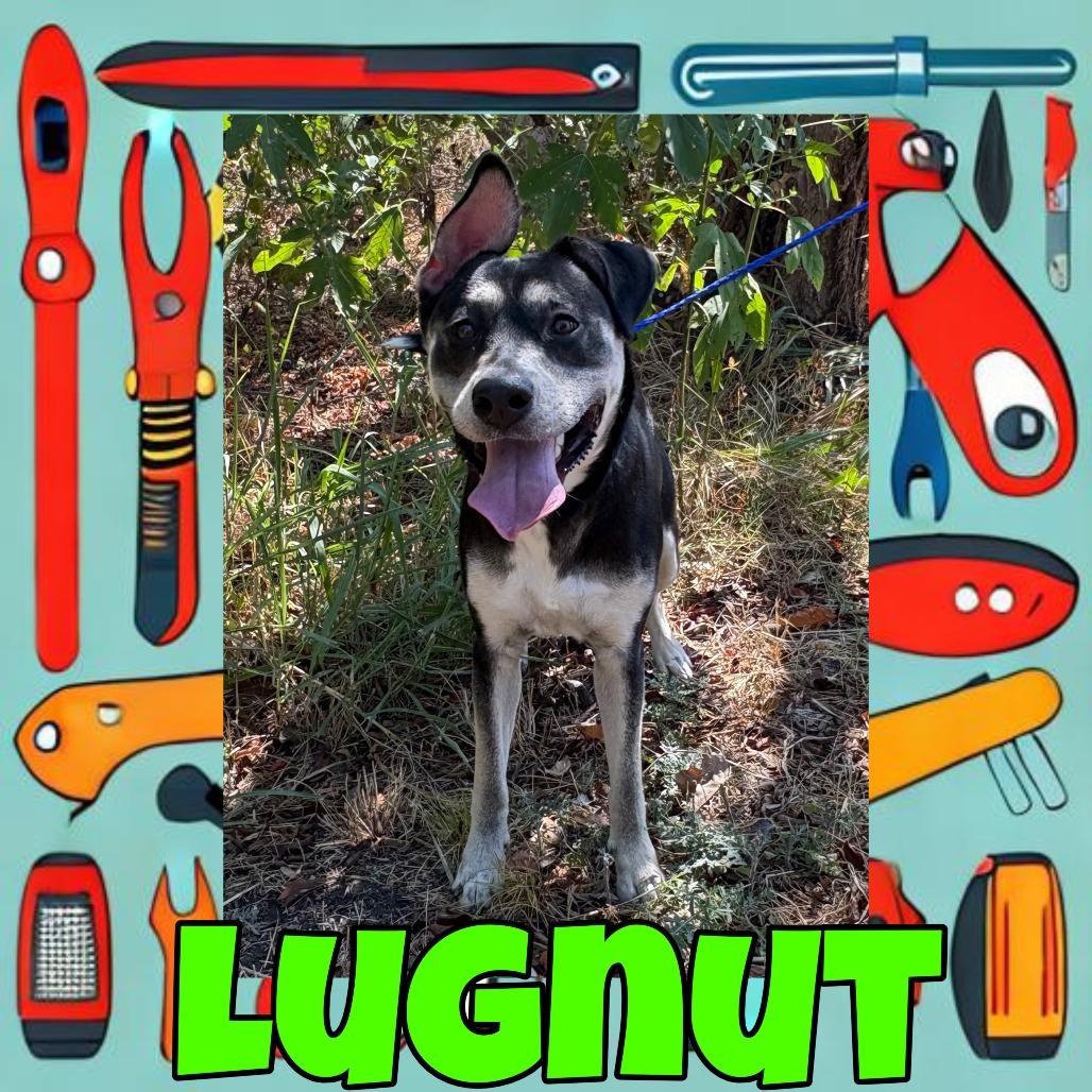 Lugnut, Adoptable, Adult Male German Shepherd Dog & Husky.