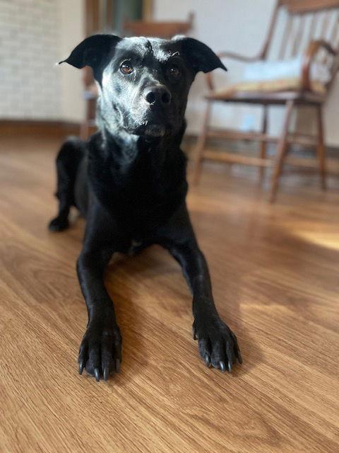 Valerie, Adoptable, Adult Female Shepherd & Labrador Retriever.