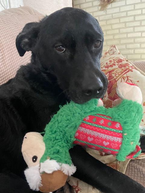 Valerie, a Adoptable mixed breed in Minneapolis, MN image 2/3