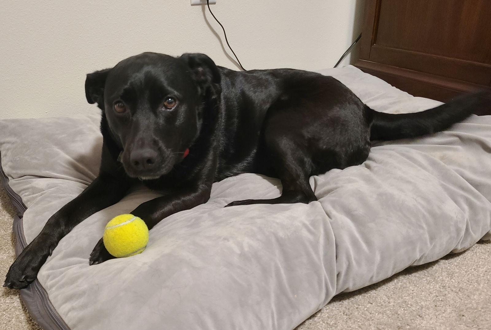 Valerie, a Adoptable mixed breed in Minneapolis, MN image 3/3