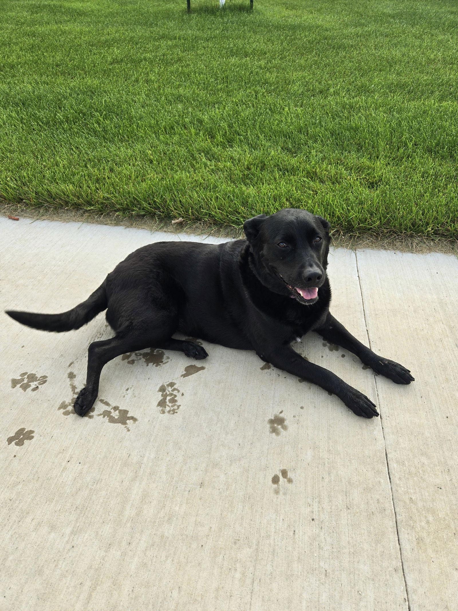 Enlarge Valerie, a Adoptable mixed breed in Minneapolis, MN image 2/3