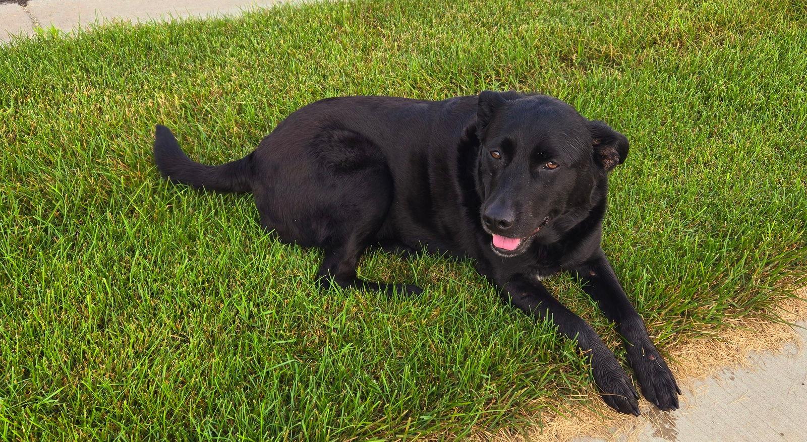 Enlarge Valerie, a Adoptable mixed breed in Minneapolis, MN image 3/3