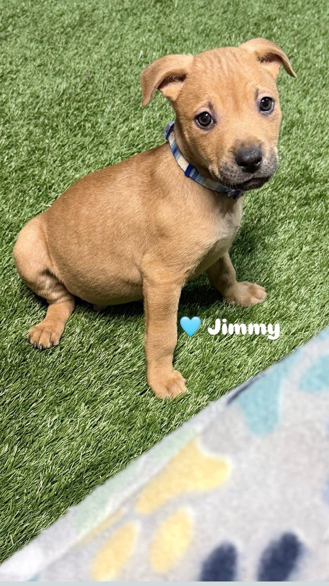 Jimmy, ADOPTABLE, Puppy Male Labrador Retriever & Pit Bull Terrier.