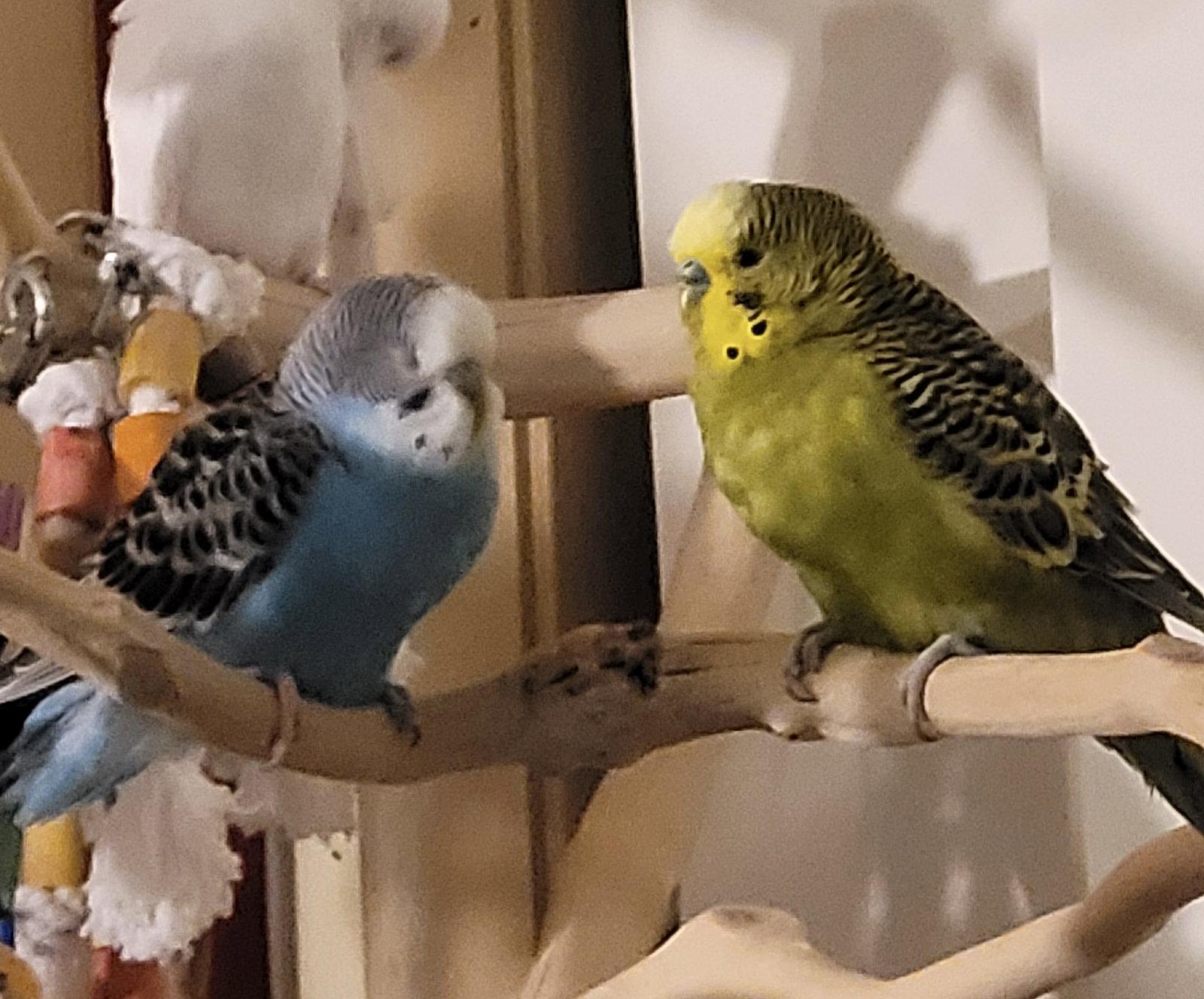 Forest and Blue, Adoptable, Adult Male Budgie / Budgerigar.