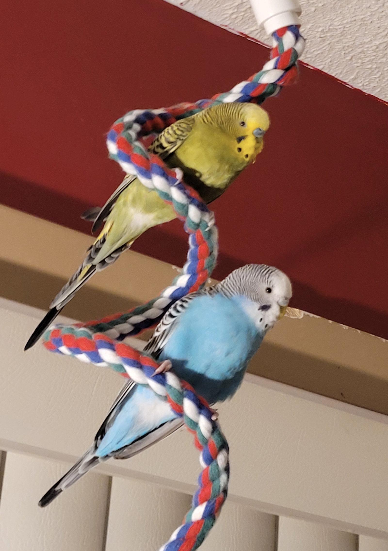 Forest and Blue, a Adoptable Budgie / Budgerigar in Aurora, IL image 2/2