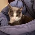 Maizy, a Adoptable mixed breed in Chicago, IL image 1/6
