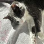 Maizy, a Adoptable mixed breed in Chicago, IL image 3/6