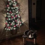 Maizy, a Adoptable mixed breed in Chicago, IL image 4/6
