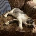 Maizy, a Adoptable mixed breed in Chicago, IL image 5/6