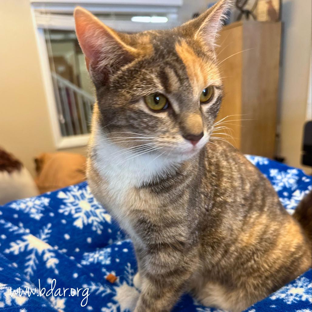 Crystal, Adoptable, Young Female Domestic Short Hair.