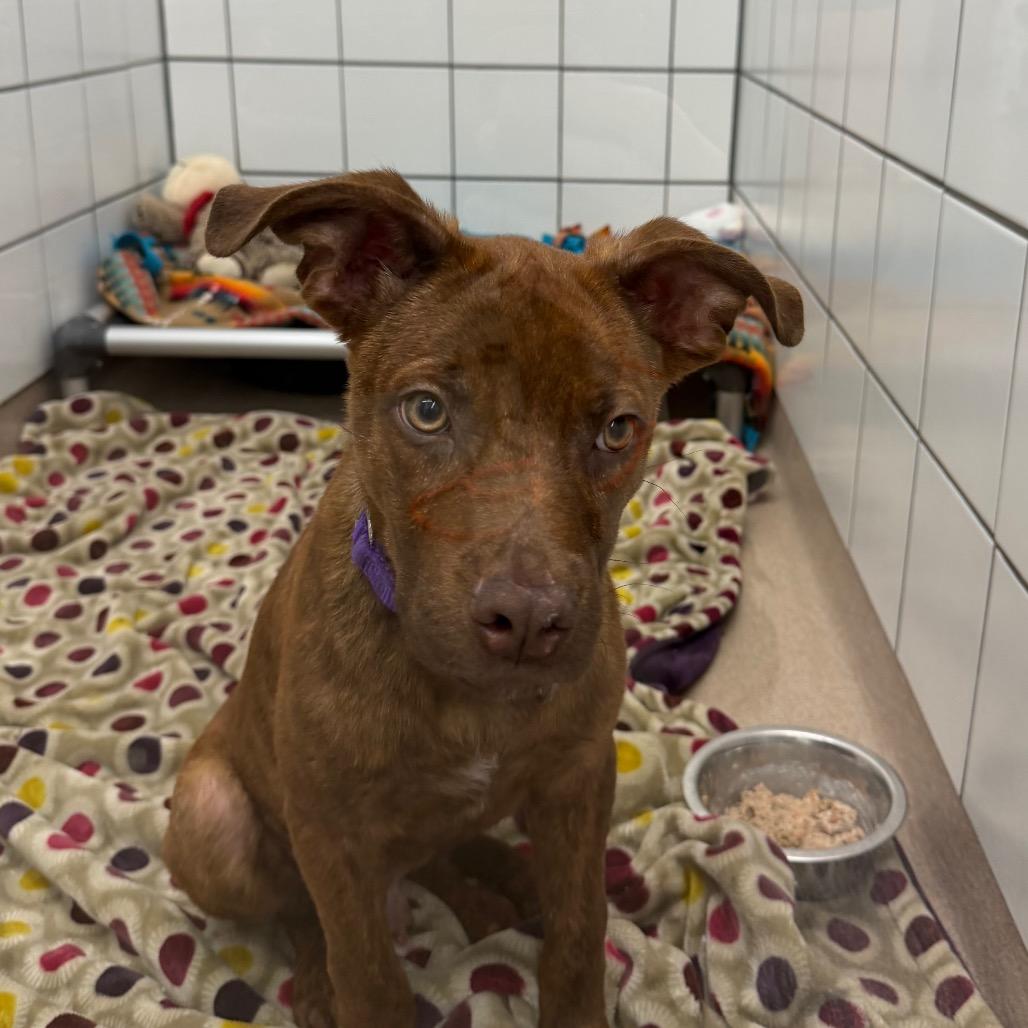 Perry, Adoptable, Young Male Shepherd & Mixed Breed.
