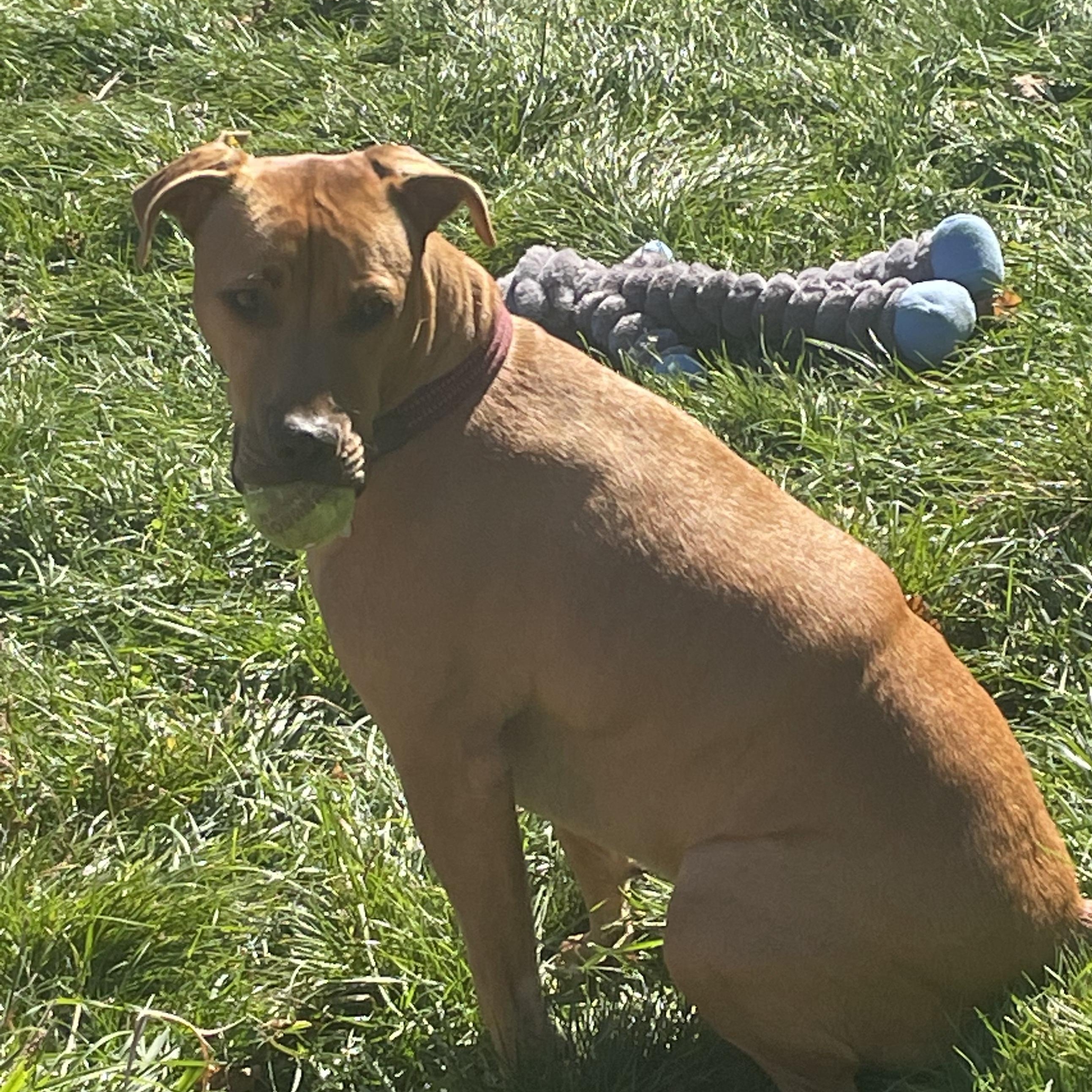 Enlarge Mae, a ADOPTABLE mixed breed in Bethel, CT image 6/6