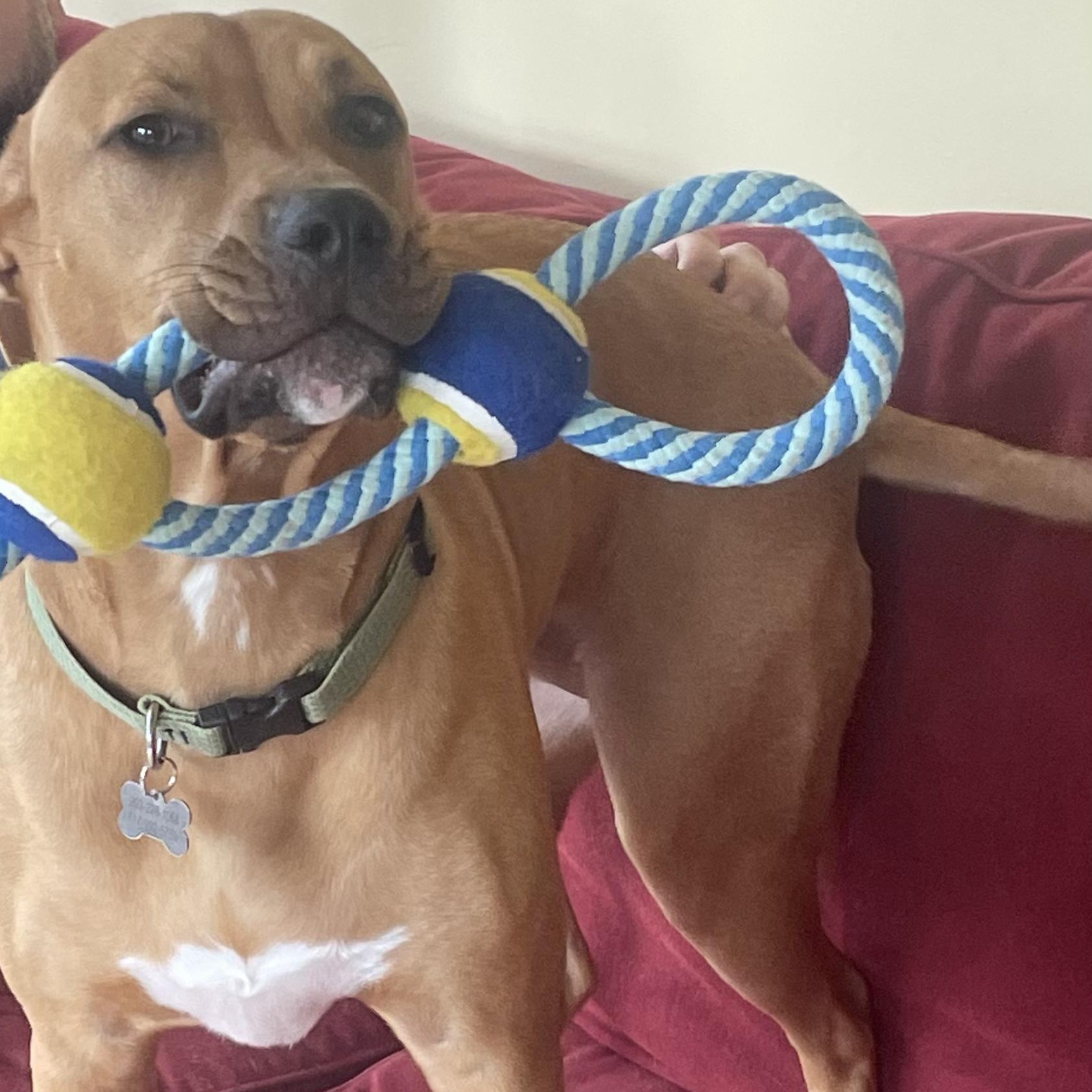 Mae, ADOPTABLE, Adult Female Labrador Retriever.