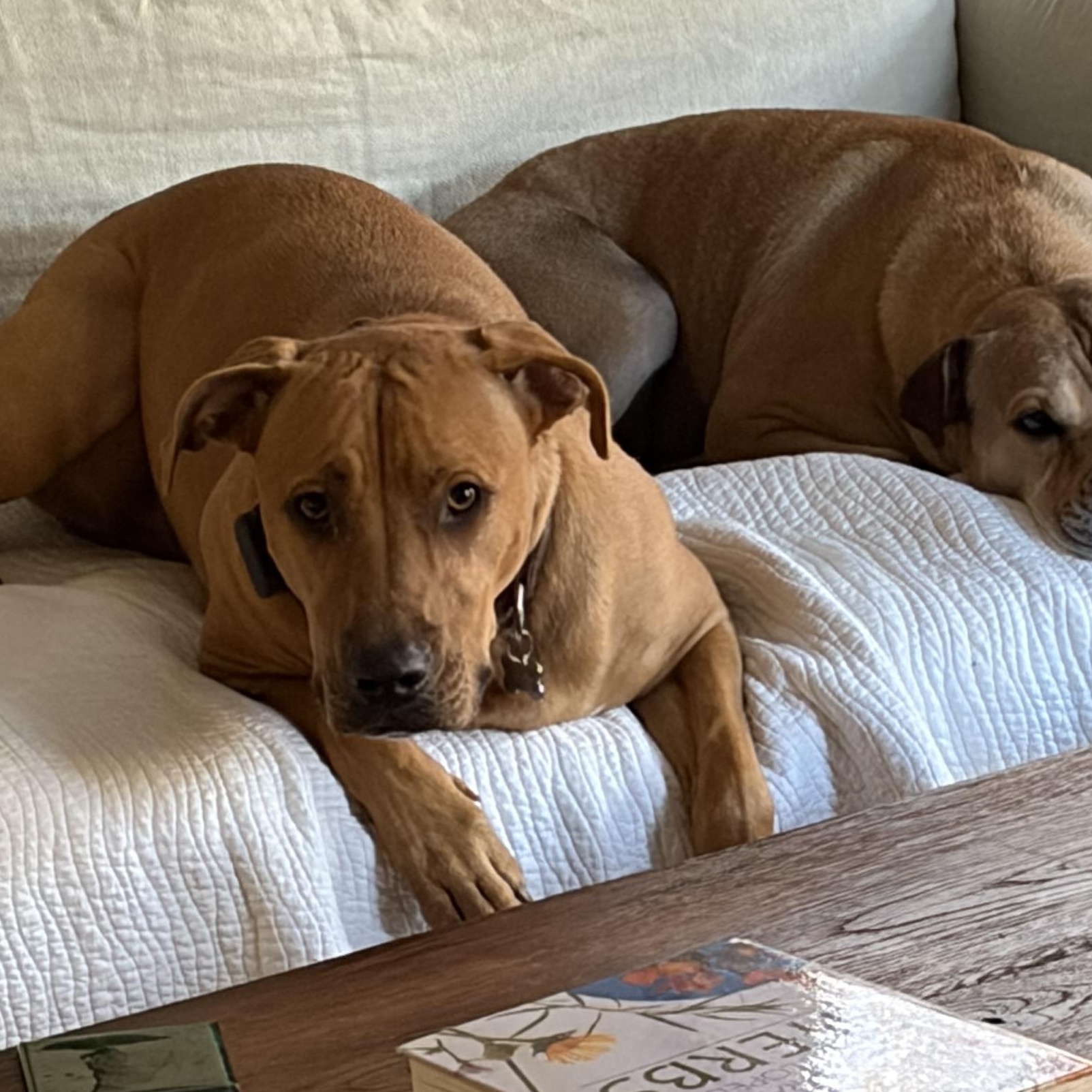 Enlarge Mae, a ADOPTABLE mixed breed in Bethel, CT image 4/6