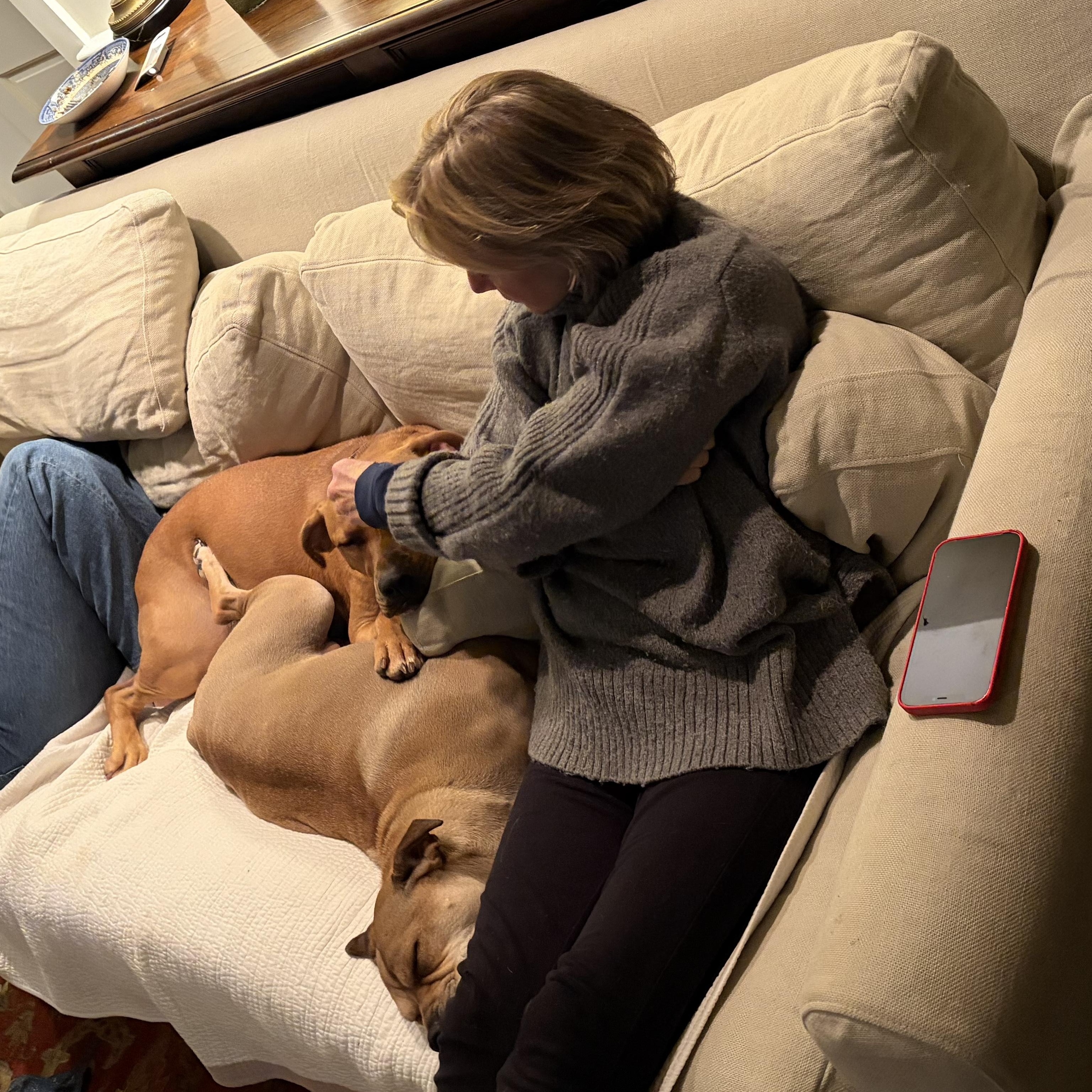 Enlarge Mae, a ADOPTABLE mixed breed in Bethel, CT image 3/6