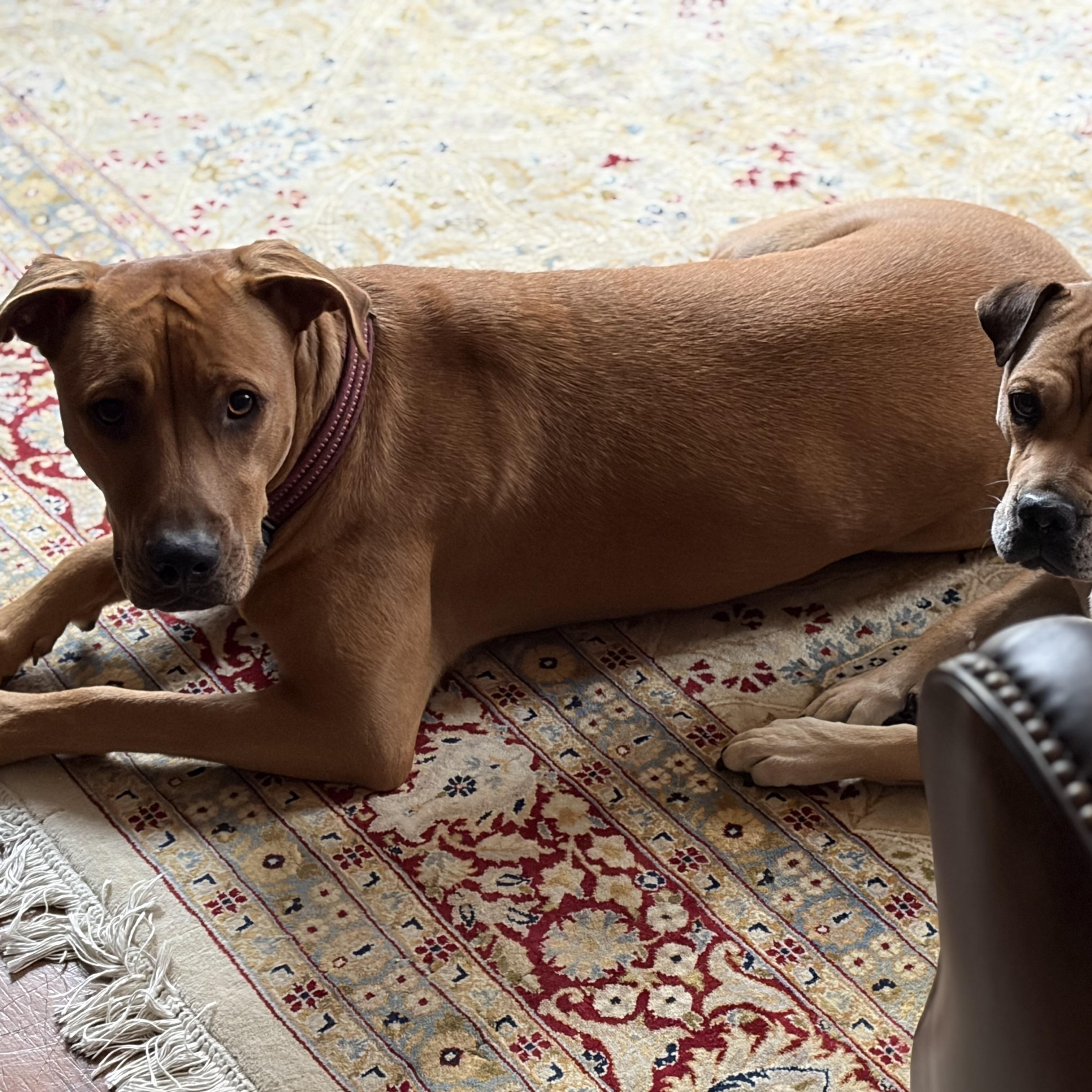 Enlarge Mae, a ADOPTABLE mixed breed in Bethel, CT image 5/6